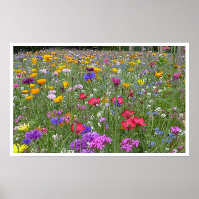 Póster Prado de flores silvestres (Frente)