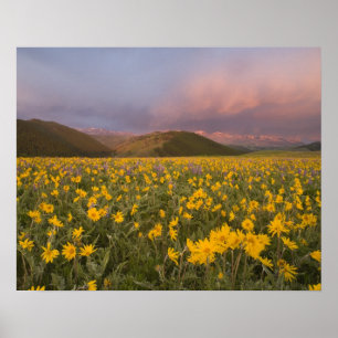 Póster Prado de flores silvestres espetacular ao nascer d