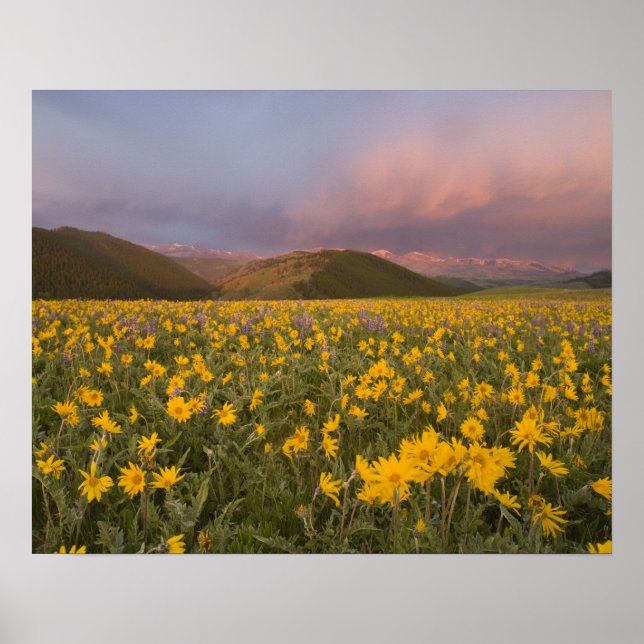 Póster Prado de flores silvestres espetacular ao nascer d (Frente)