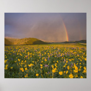Poster Prado de flores silvestres espetacular ao nascer d