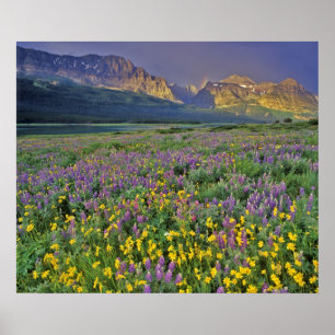Póster Prado de flores silvestres no Many glacier