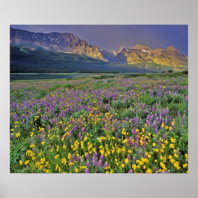 Póster Prado de flores silvestres no Many glacier (Frente)