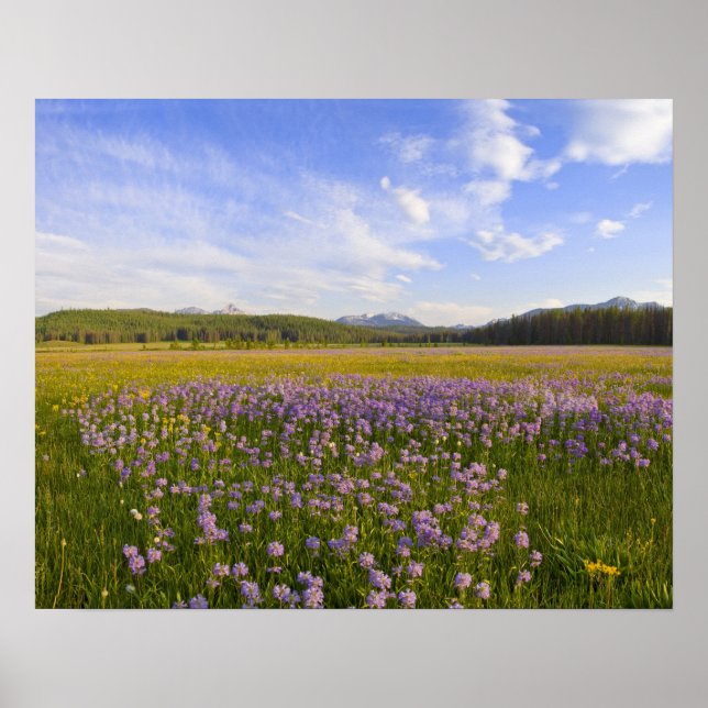 Poster Prado de flores silvestres penstemon no (Frente)