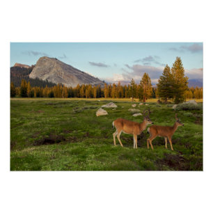 Póster Prado de Tuolumne, Yosemite
