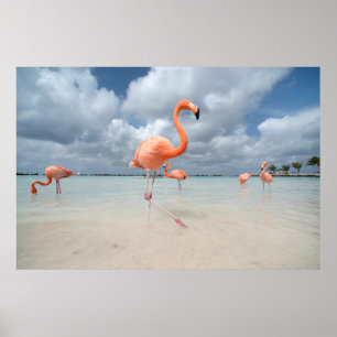 Poster Praia Aruba dos flamingos