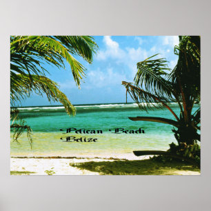 Póster Praia Belize do pelicano