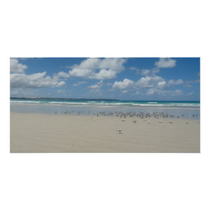 Póster Praia com gaivotas