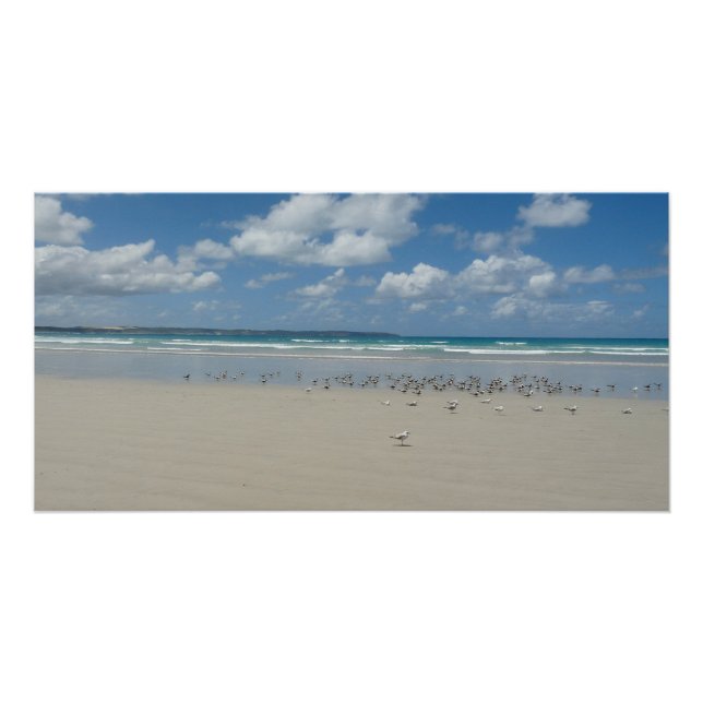Póster Praia com gaivotas (Frente)