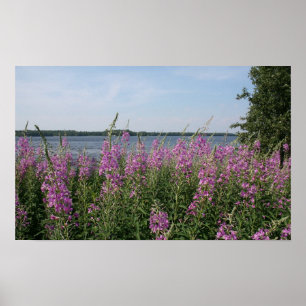 Póster Praia do Fireweed