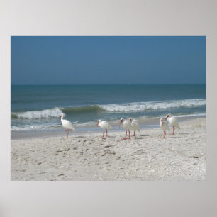 Póster Praia Ibis