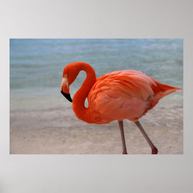 Poster Praias Tropicais | Caribe Flamingo, Aruba (Frente)