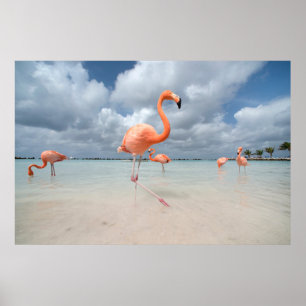 Poster Praias Tropicais   Flamingos Beach, Aruba