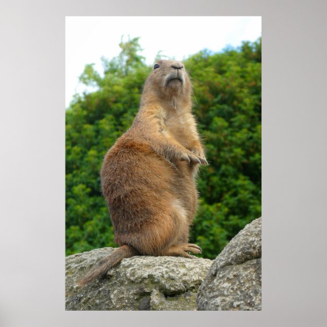 Poster Prairie Dog (Frente)