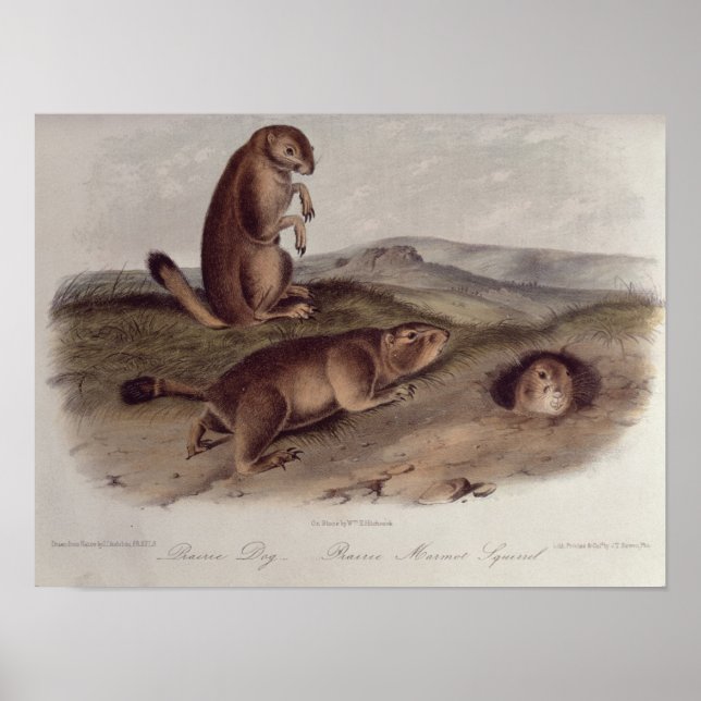 Poster Prairie Dog de 'Quadrupeds of North America' (Frente)