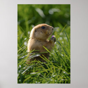 Poster Prairie Dog e Purple Bloom
