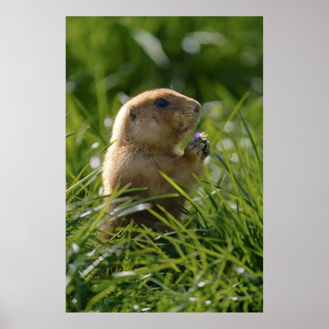 Poster Prairie Dog e Purple Bloom (Frente)