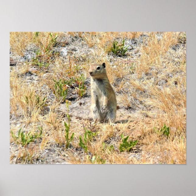 Poster Prairie Dog em Yosemite, CA (Frente)