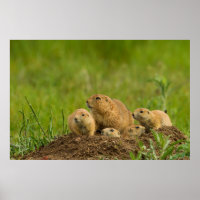 Prairie Dog Family on Den