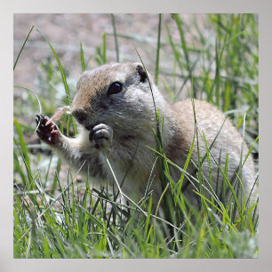 Póster Prairie Dog Lunch Break