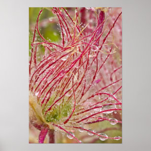 Poster Prairie Smoke na chuva em Theodore