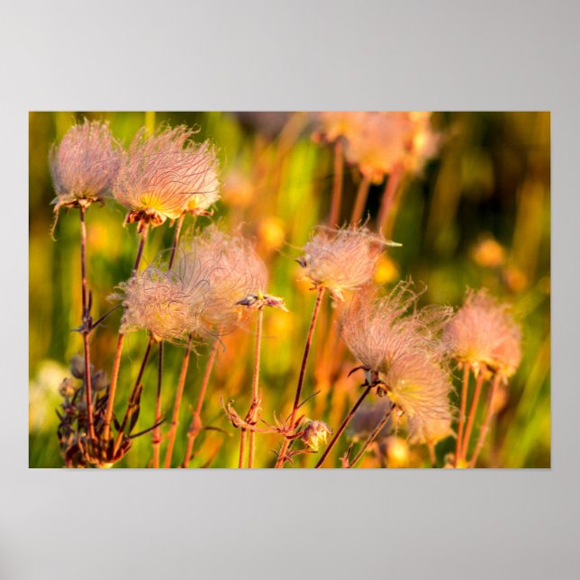 Poster Prairie Smoke Wildflower Em Aspen Grove (Frente)