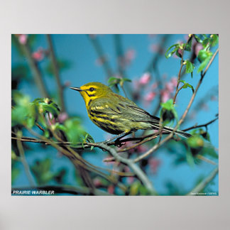 Póster Prairie Warbler
