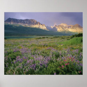 Póster Prairie Wildflower ao longo do Lago Sherbourne