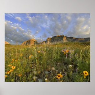 Póster Prairie Wildflowers in Many Glacier Valley at
