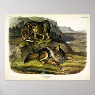 Poster Prairie Wolf (Coyote) dos Quadrupeds de Audubon