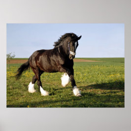 Poster Prancing Clydesdale