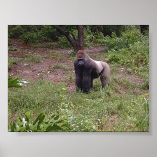 Poster Prata para trás