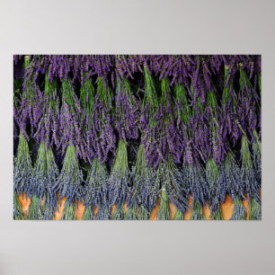 Póster Prateleira de Secagem de Lavanda