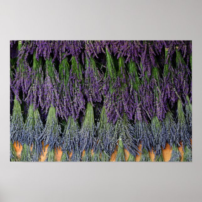 Póster Prateleira de Secagem de Lavanda (Frente)