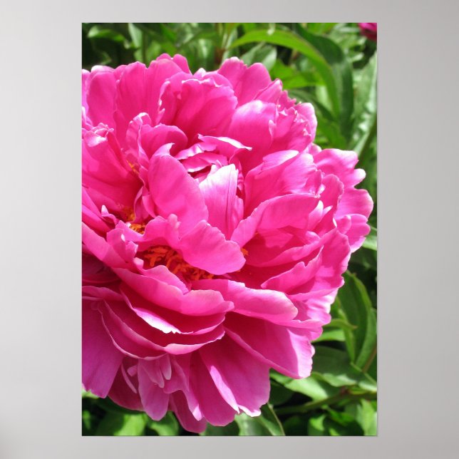 Póster Praticamente Perfeito Peony (Frente)
