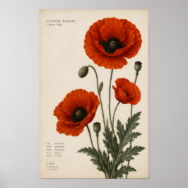 POSTER PRATO BOTÂNICO DE PAPOULA VERMELHA VINTAGE