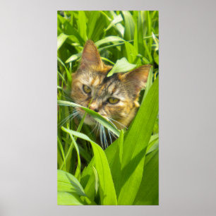 Poster precioso do gatinho da selva