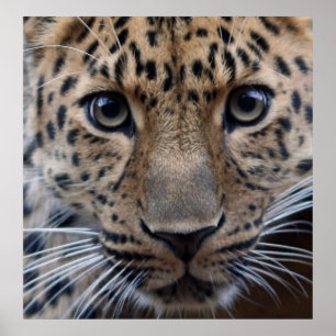 Poster Preciso De Você...