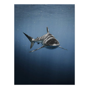 Póster Predador Feroz do Oceano – Tubarão