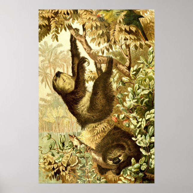 Poster Preguiças Antigas e Papagaio na Selva (Frente)