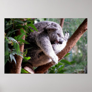 Poster preguiçoso do Koala