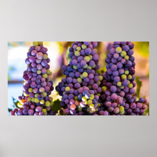 Poster Prender um monte de uvas