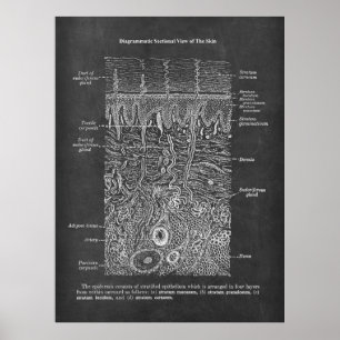 Poster Presente de anatomia da pele humana Dermatologista