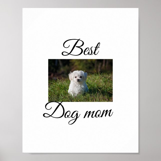 Poster Presente simples de animal colorido com nome para  (Frente)
