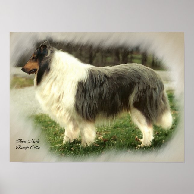 Poster Presentes de Arte Collie Rough Blue Merle (Frente)