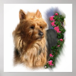 Póster Presentes de Arte Terrier Australianos