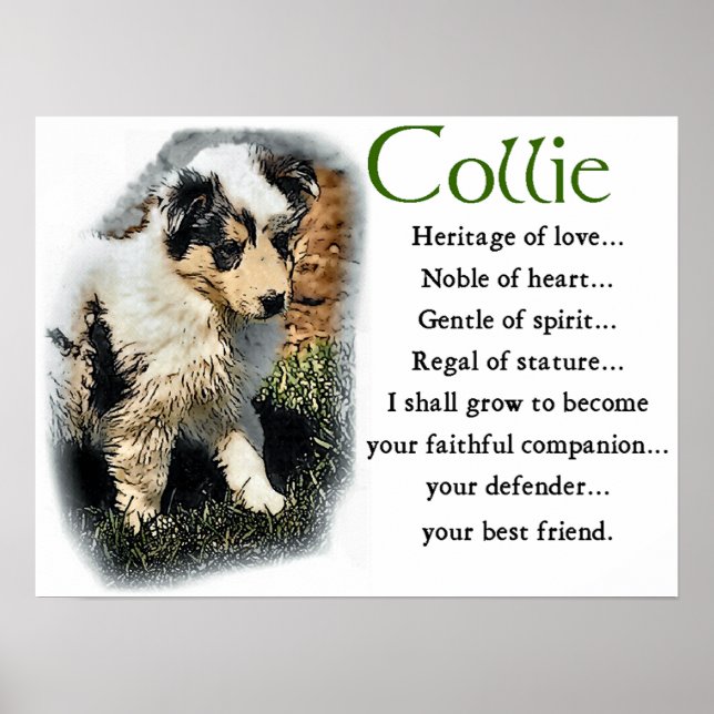 Poster Presentes de Blue Merle Collie (Frente)