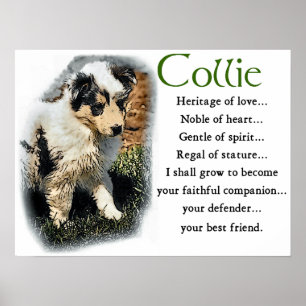 Poster Presentes de Collie Azul