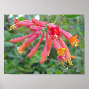 Póster Presentes de Foto Coral Trumpet Honeysuckle