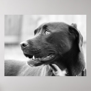 Poster Prestando atenção