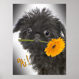 Póster Preto de Bruxelas Griffon com margarida